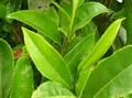 Camellia sinensis